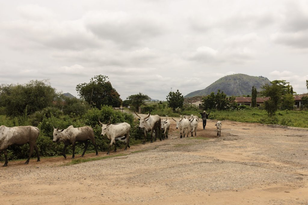 Nigeria, Fulani?, herdsmen, cows, livestock