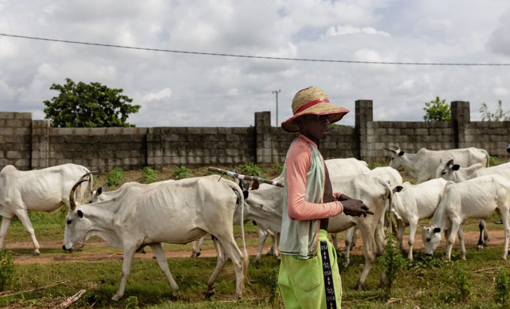 Nigeria, Fulani?, herdsmen, cows, livestock