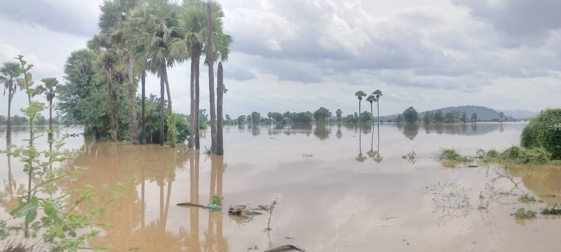 Widespread flooding in India leaves farmlands submerged, families struggling